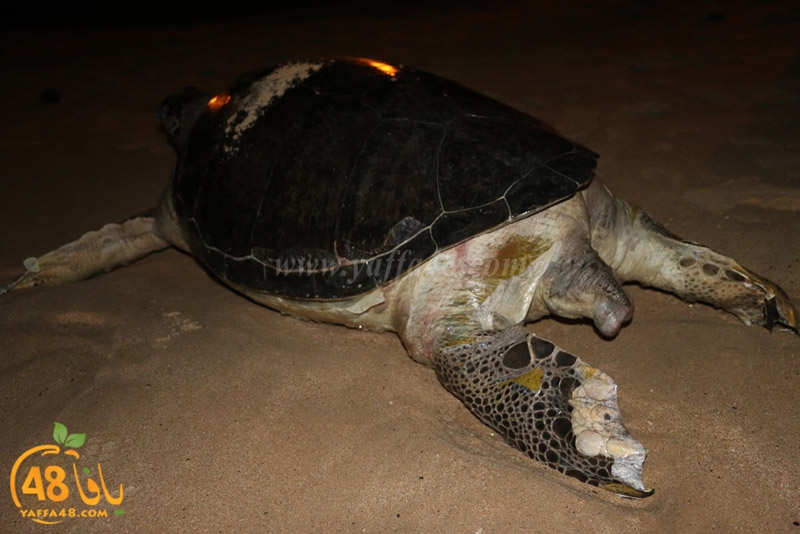 sol7aafffaha (15).JPG